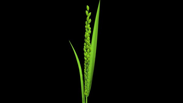 Rice 3D Models for Download | TurboSquid