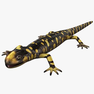 Tiger Salamander Rigged