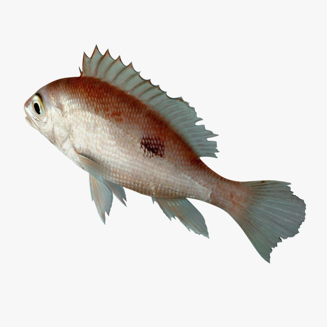 3d Model Red Snapper