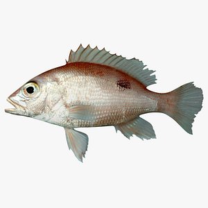 Red Snapper