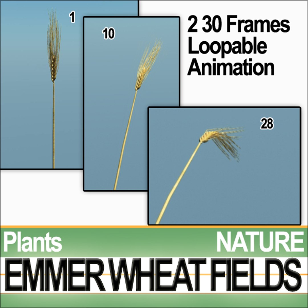 plants poser daz animation 3d model https://p.turbosquid.com/ts-thumb/kB/OITr2u/0ZdVqhf2/natureemmerwheatfieldsb2/jpg/1307777541/1920x1080/fit_q87/1485b37b38b6b2c62e4eade2d04c49b8f46bfeb0/natureemmerwheatfieldsb2.jpg