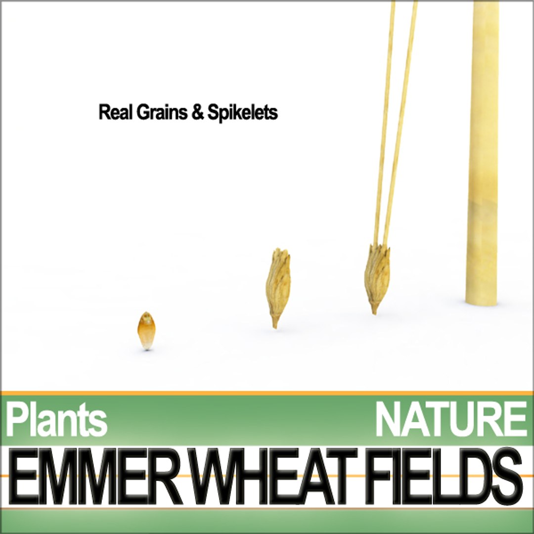 plants poser daz animation 3d model https://p.turbosquid.com/ts-thumb/kB/OITr2u/7EJHpaGL/natureemmerwheatfieldsc2/jpg/1307777541/1920x1080/fit_q87/f68270a26bb0dca236e8206c21dfec9867fb085c/natureemmerwheatfieldsc2.jpg