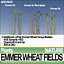 Animation Emmer Wheat Fields Poser DAZ VFX