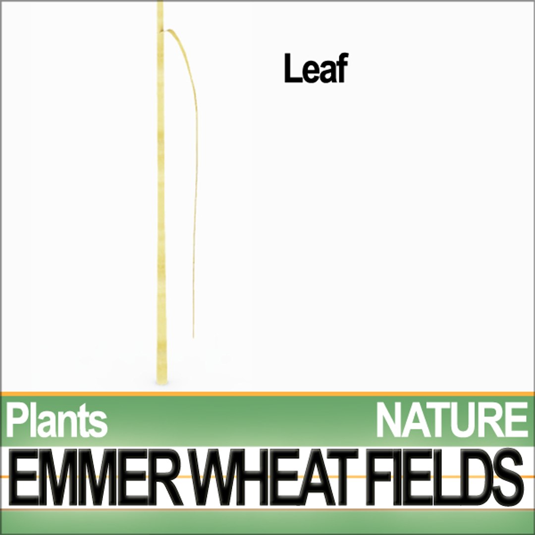 plants poser daz animation 3d model https://p.turbosquid.com/ts-thumb/kB/OITr2u/HfDPUyty/natureemmerwheatfieldsd4/jpg/1307777541/1920x1080/fit_q87/3169222aee125055e98fda147f4c55eee0242969/natureemmerwheatfieldsd4.jpg