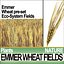 Animation Emmer Wheat Fields Poser DAZ VFX