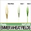 Animation Emmer Wheat Fields Poser DAZ VFX