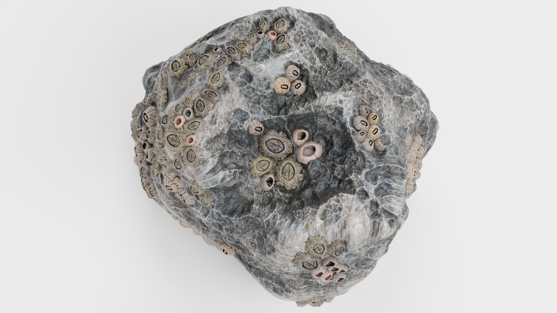 3D Rock With Barnacles Model - TurboSquid 2360351