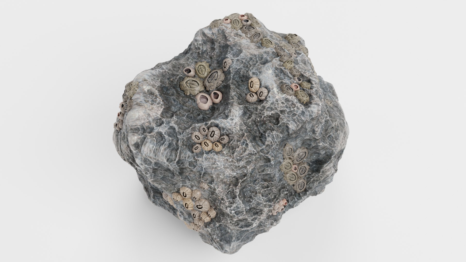 3D Rock With Barnacles Model - TurboSquid 2360351