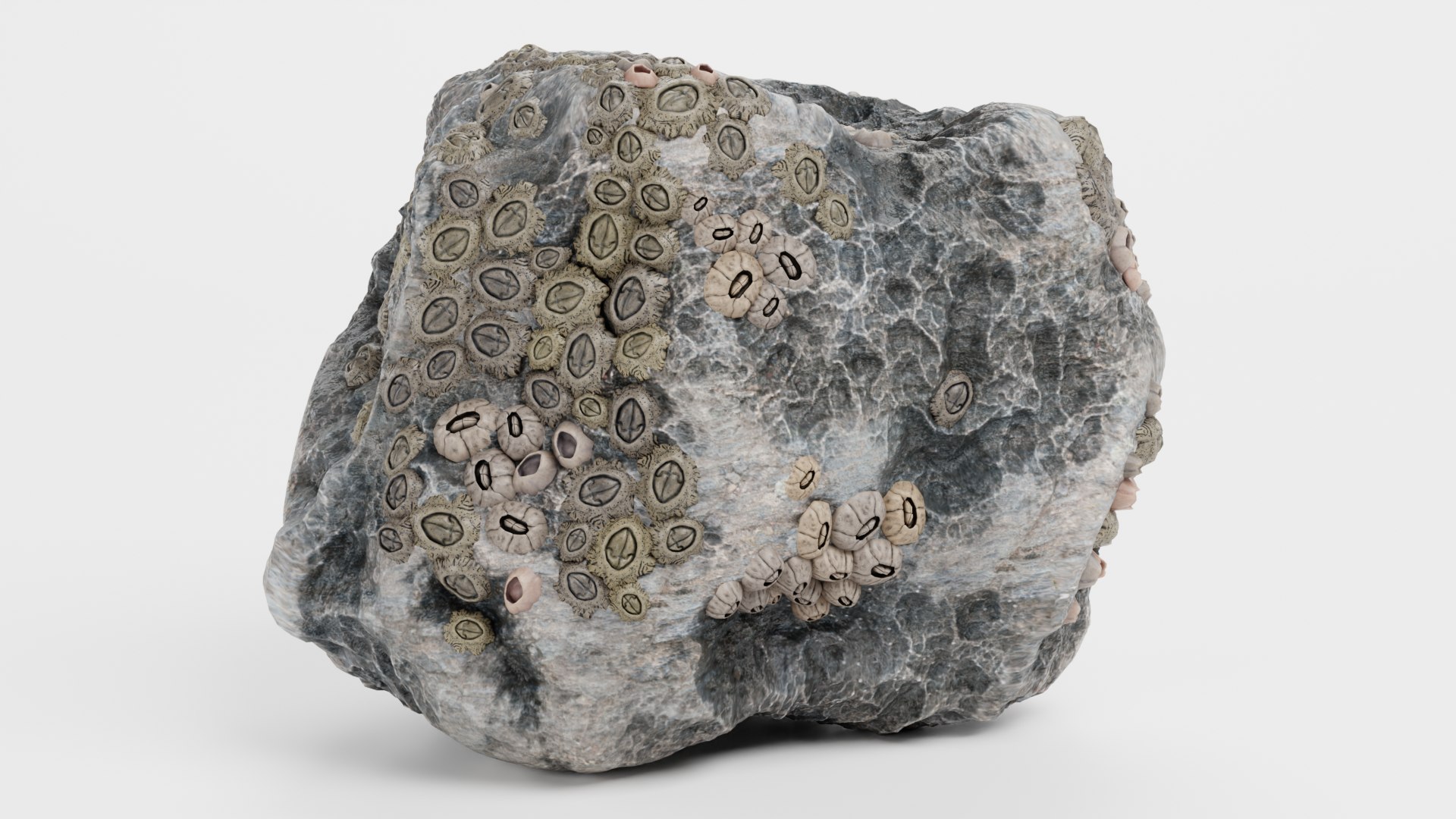 3D Rock With Barnacles Model - TurboSquid 2360351