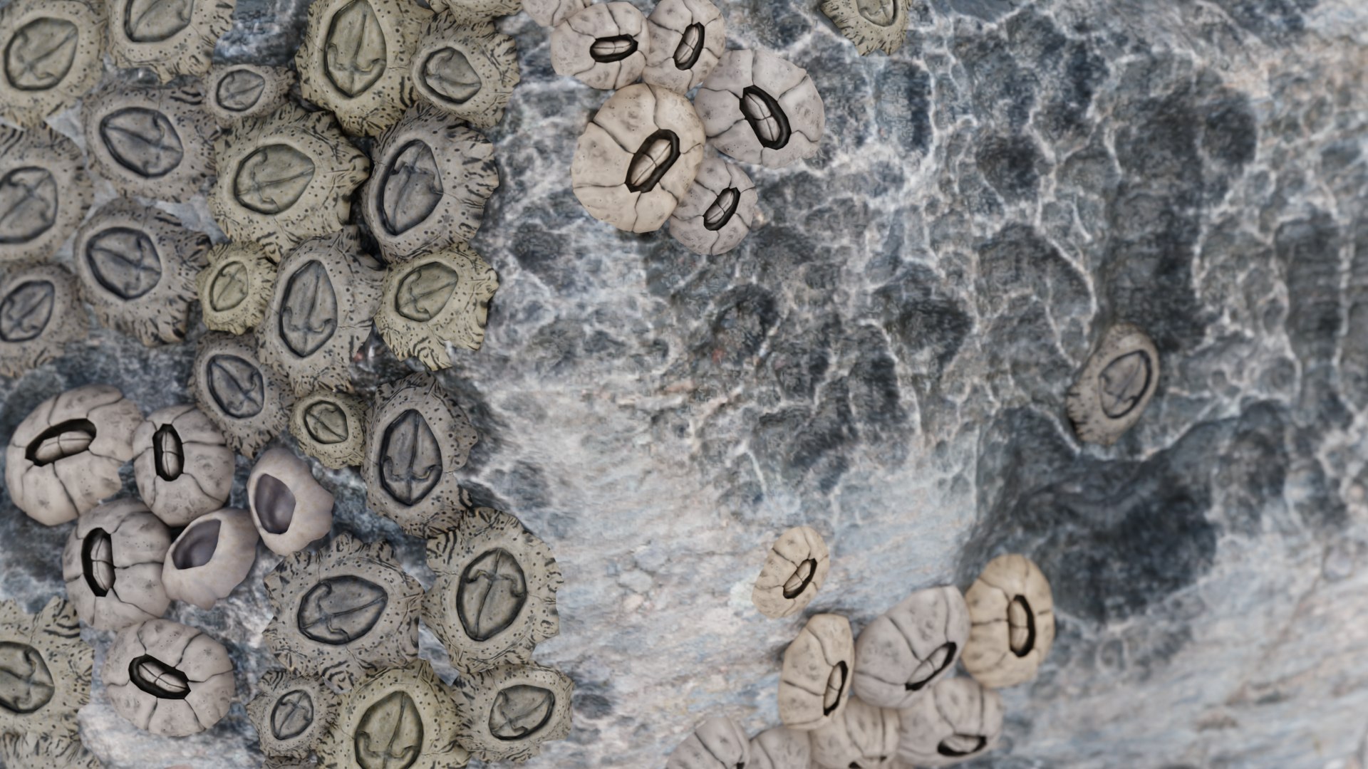 3D Rock With Barnacles Model - TurboSquid 2360351