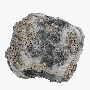 Rock with Barnacles