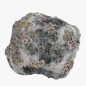 Rock with Barnacles