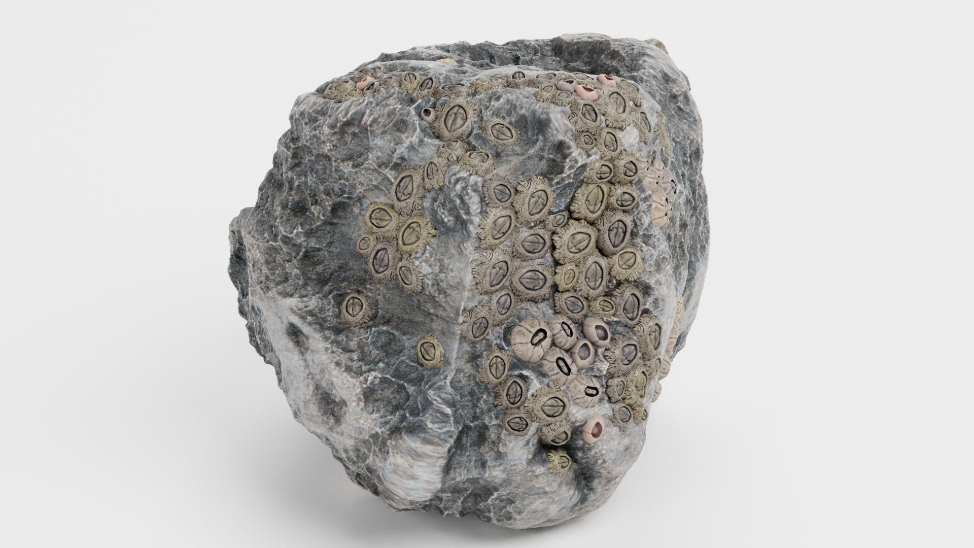 3D Rock With Barnacles Model - TurboSquid 2360351