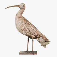 Far Eastern Curlew Numenius Madagascariensis Remastered