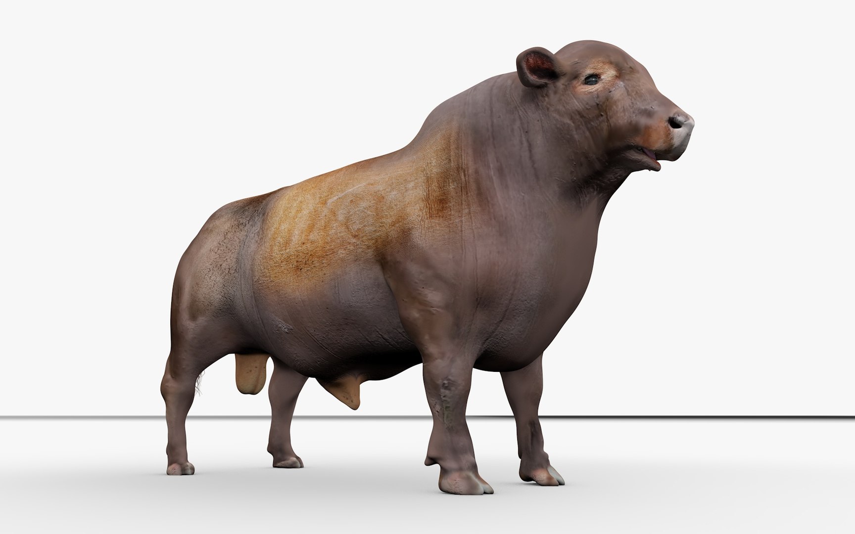 RED ANGUS Rigged L2094 3D model - TurboSquid 2154910