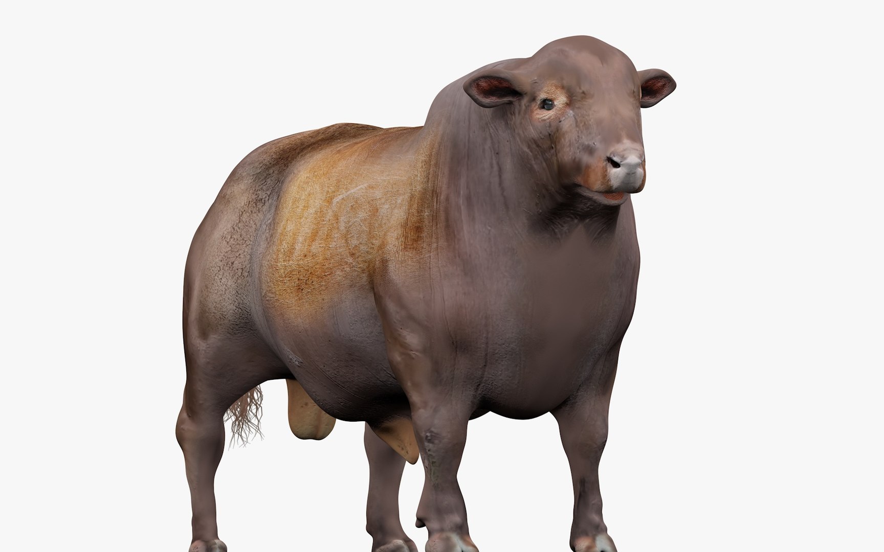 RED ANGUS Rigged L2094 3D model - TurboSquid 2154910