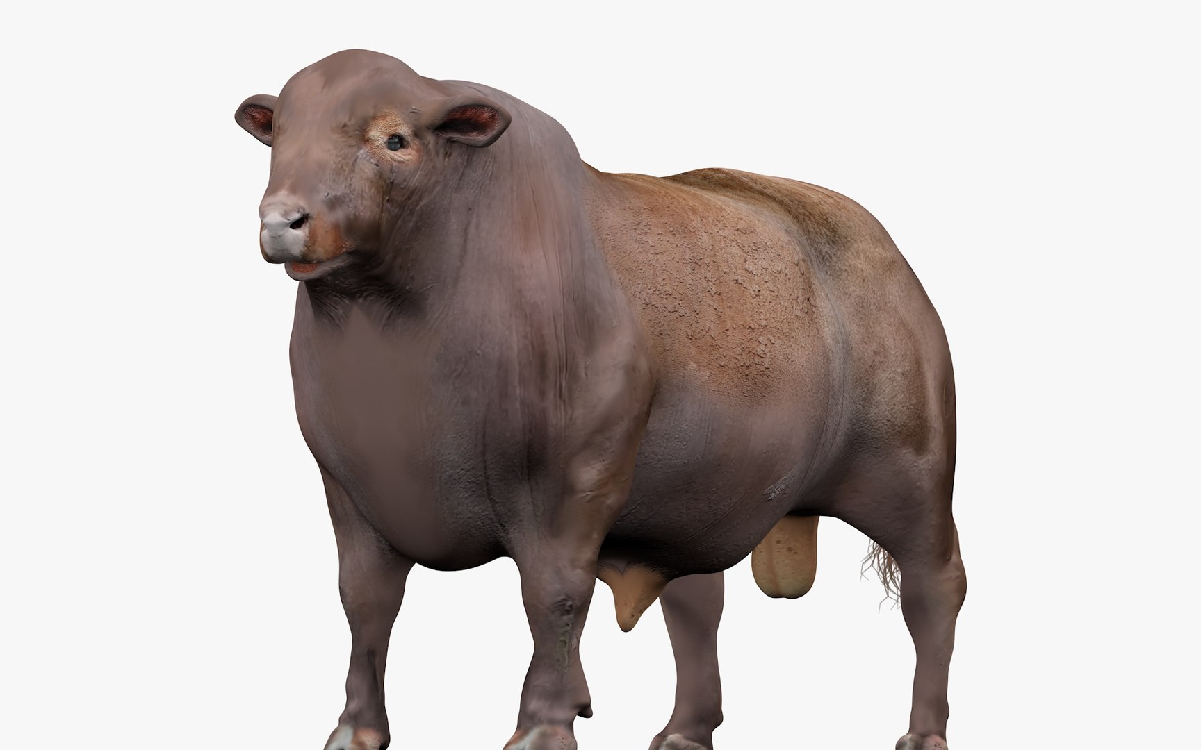 RED ANGUS Rigged L2094 3D model - TurboSquid 2154910