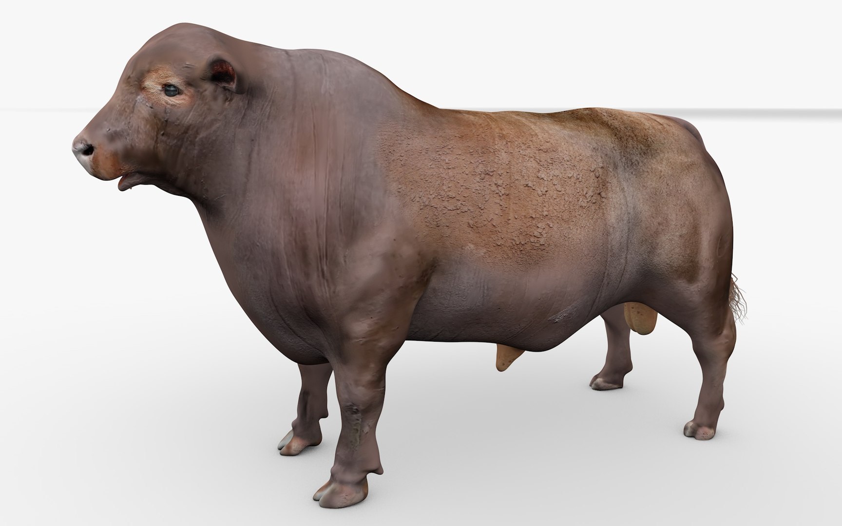 RED ANGUS Rigged L2094 3D model - TurboSquid 2154910