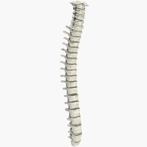 3d ma realistic vertebral column