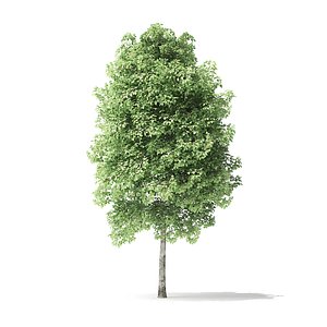 3D red alder tree 4m model