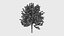 Quercus glauca arakashi free model