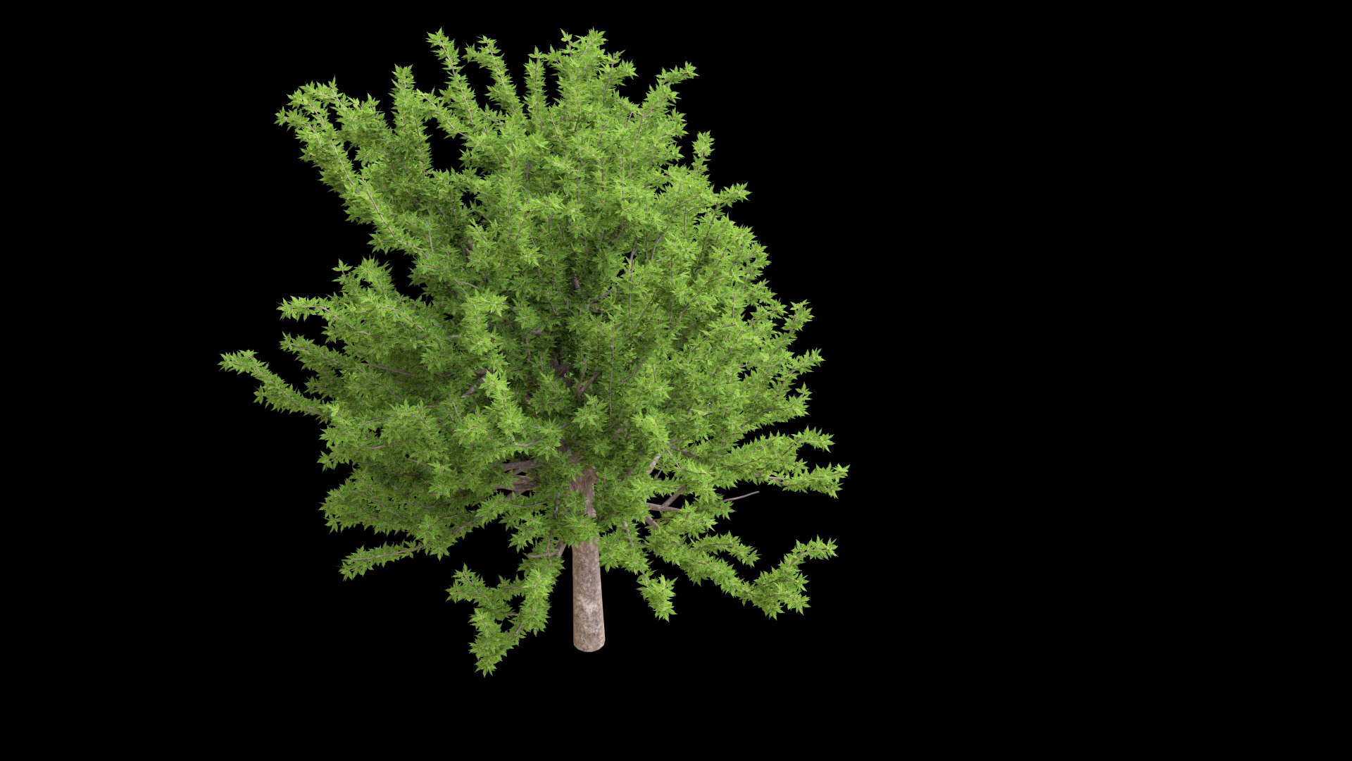 tree 3D model https://p.turbosquid.com/ts-thumb/kC/2szoUl/9a/image005/jpg/1611560064/1920x1080/fit_q87/98a07fa913daa81db79c993c875e4de8ff6eab50/image005.jpg