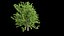 Quercus glauca arakashi free model