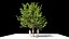 Quercus glauca arakashi free model