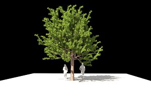 Quercus glauca arakashi free model