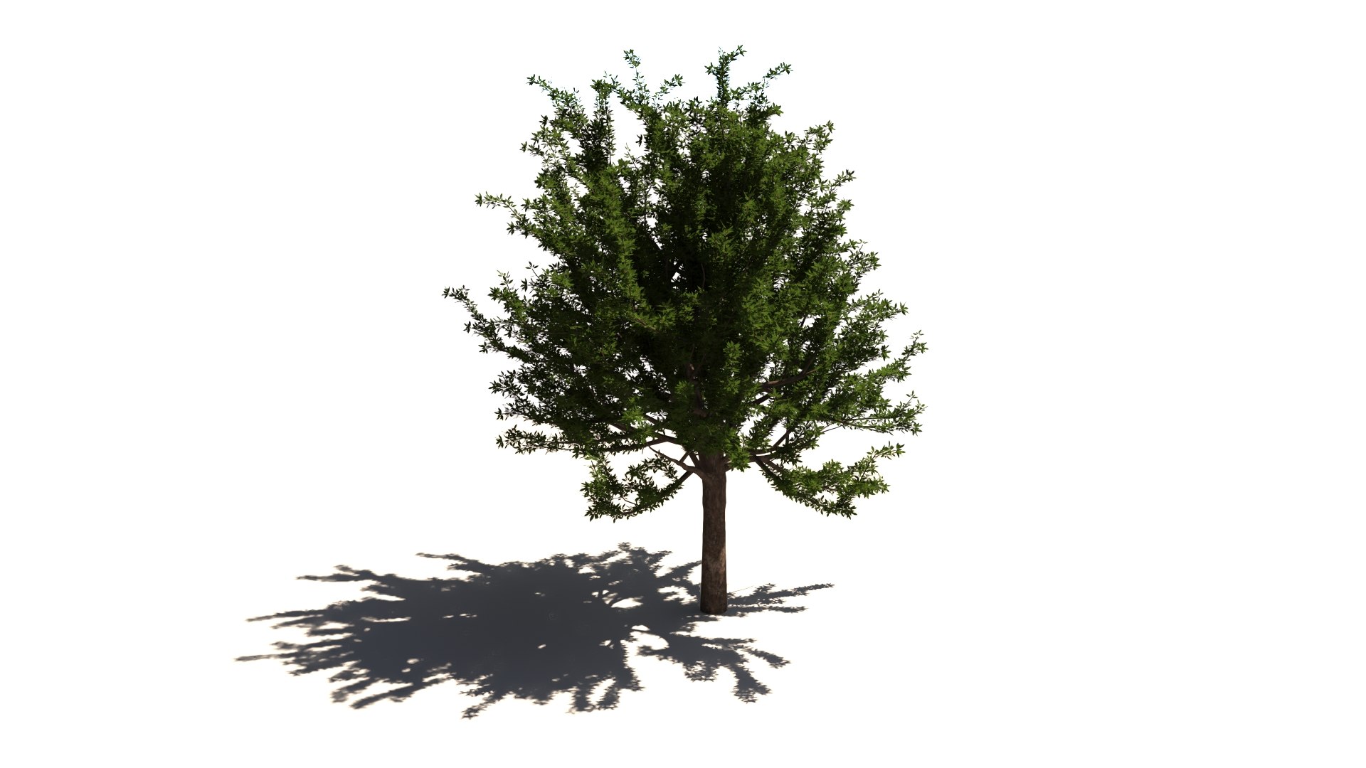 tree 3D model https://p.turbosquid.com/ts-thumb/kC/2szoUl/U8/image007/jpg/1611560065/1920x1080/fit_q87/b5b28fc1274338fa6e3cce0476ff59d11889b8dd/image007.jpg