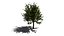 Quercus glauca arakashi free model