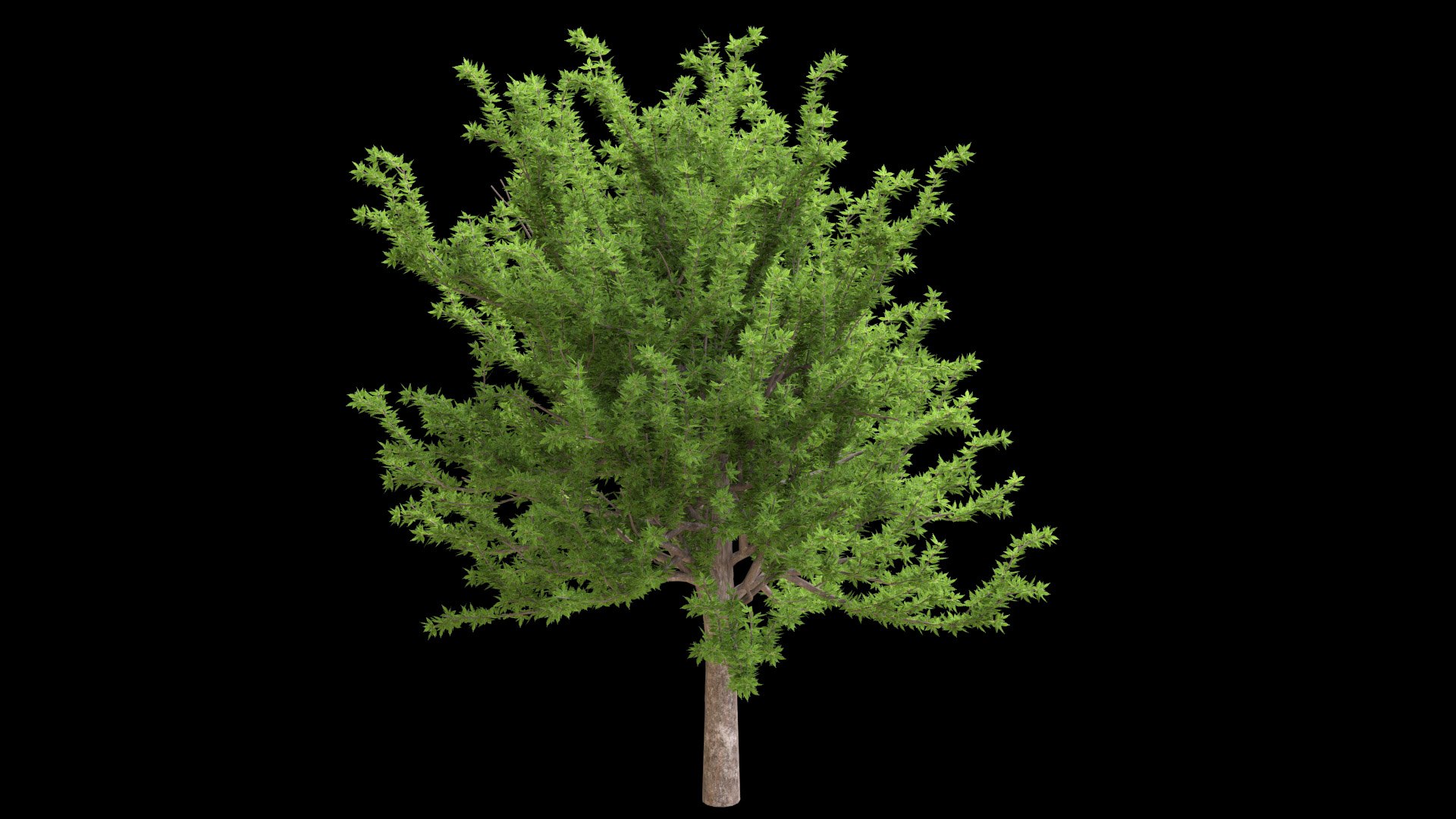 tree 3D model https://p.turbosquid.com/ts-thumb/kC/2szoUl/jb/image003/jpg/1611560063/1920x1080/fit_q87/2d2425fa7a40f9ac5db66f066aeed964c58f34d9/image003.jpg