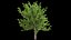 Quercus glauca arakashi free model