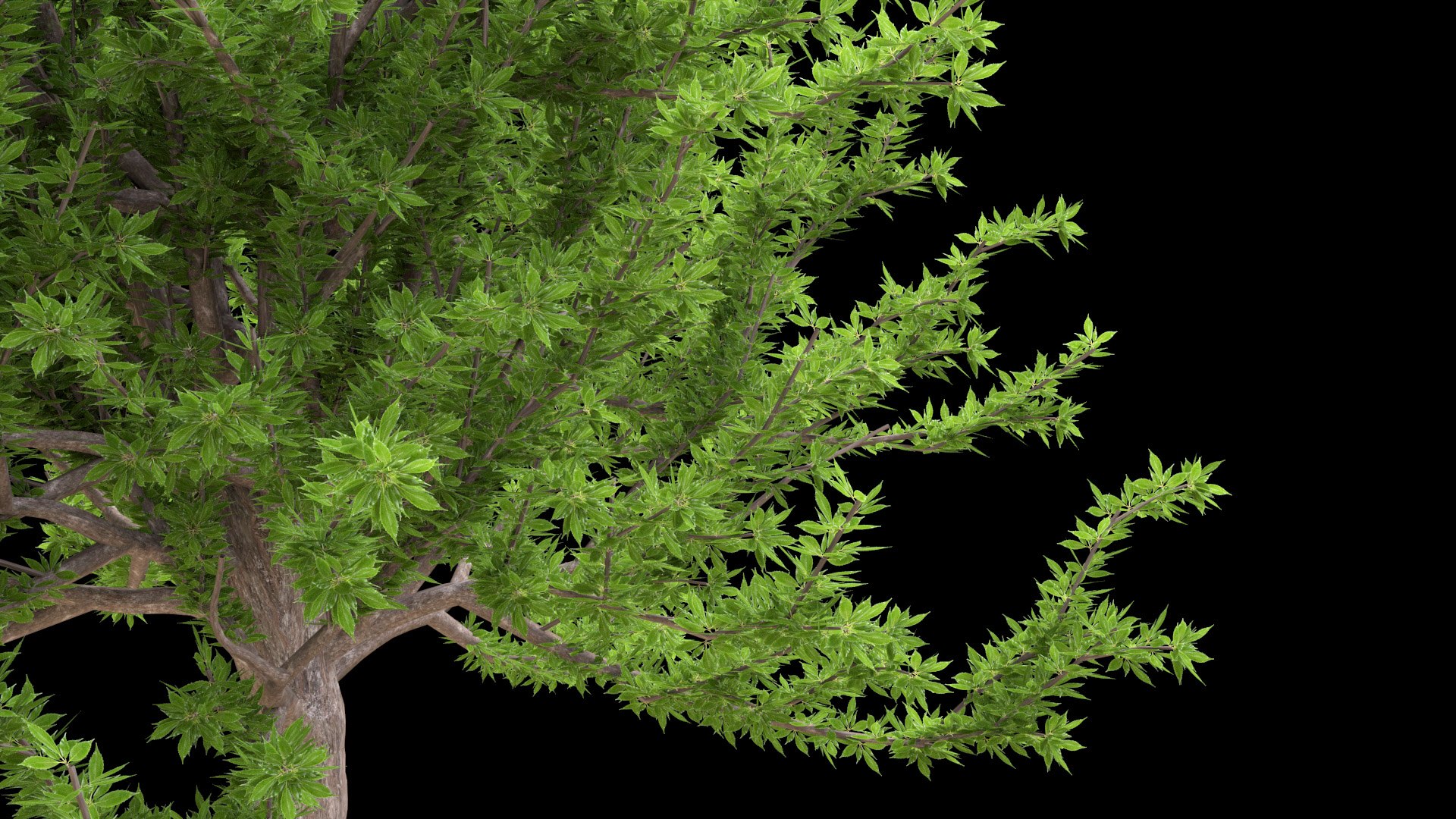 tree 3D model https://p.turbosquid.com/ts-thumb/kC/2szoUl/jh/image004/jpg/1611560065/1920x1080/fit_q87/13bce3d790ceaa4fa1c3184fc0daf35aba88d99d/image004.jpg