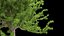 Quercus glauca arakashi free model