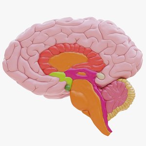 3D model Plastic Brain Section