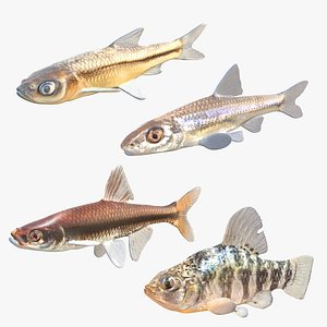 Minnow Fish Collection