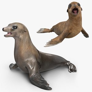 Sea Lion and Baby Rigged Collection for Cinema 4D