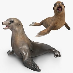 Sea Lion and Baby Rigged Collection for Cinema 4D