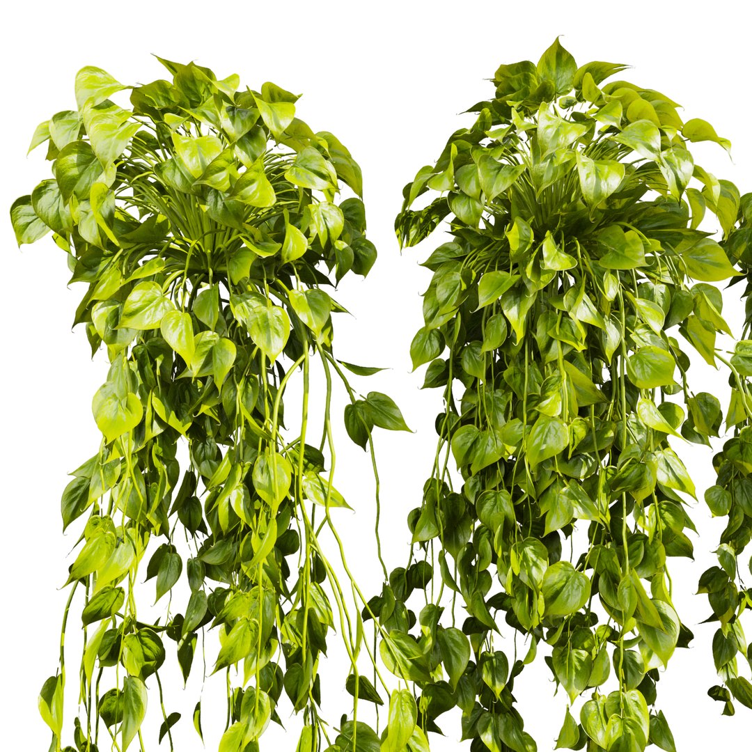 3D plant vol 903 - Hanging - Ampelous - devils ivy model https://p.turbosquid.com/ts-thumb/kC/S1lvnP/45/2/jpg/1781596613/1920x1080/fit_q87/d3f65f67576f89cfcad5dc9f89d439a4fb448ad5/2.jpg