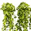 plant vol 903 - Hanging - Ampelous - devils ivy