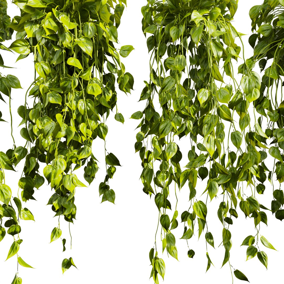 3D plant vol 903 - Hanging - Ampelous - devils ivy model https://p.turbosquid.com/ts-thumb/kC/S1lvnP/Sj/3/jpg/1781596614/1920x1080/fit_q87/2f56c3e53ac47983f9227f1d90a97072a6f846e2/3.jpg