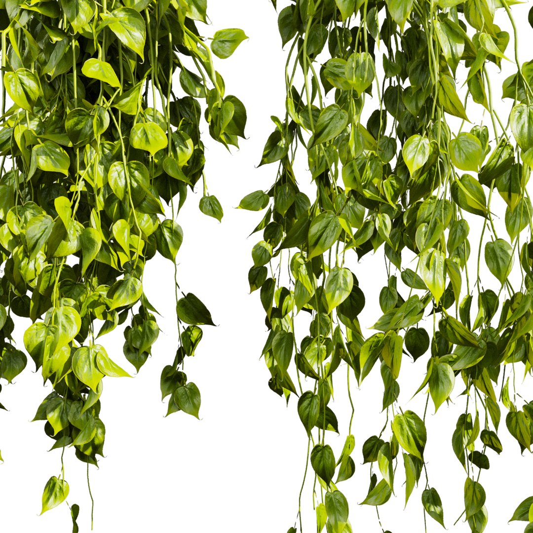 3D plant vol 903 - Hanging - Ampelous - devils ivy model https://p.turbosquid.com/ts-thumb/kC/S1lvnP/XV/5/jpg/1781596615/1920x1080/fit_q87/064348119f2dbad9d2443bcf98392f86667e240c/5.jpg