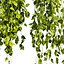 plant vol 903 - Hanging - Ampelous - devils ivy