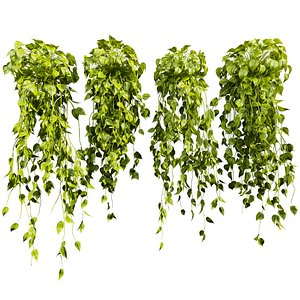 3D plant vol 903 - Hanging - Ampelous - devils ivy model