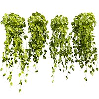 plant vol 903 - Hanging - Ampelous - devils ivy