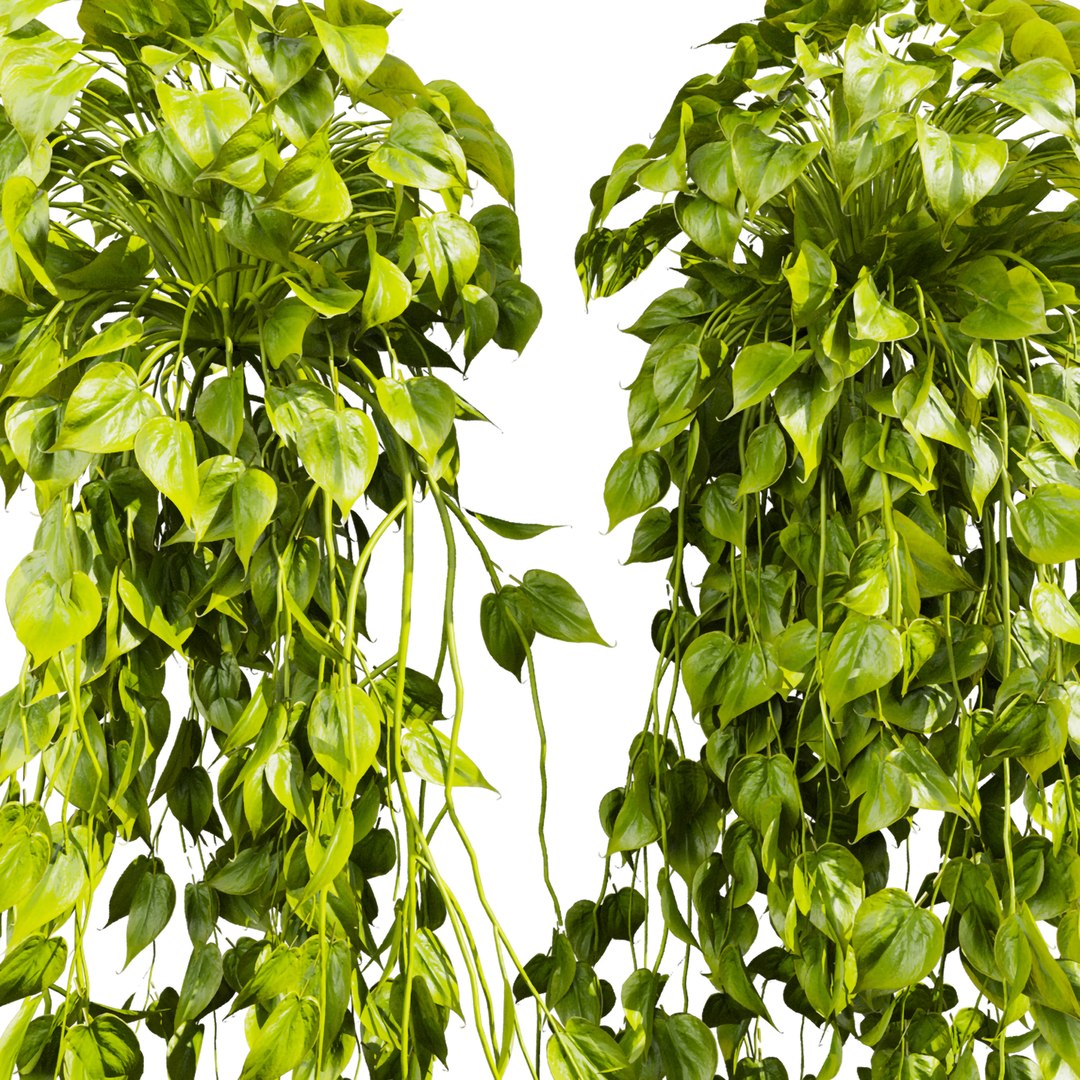 3D plant vol 903 - Hanging - Ampelous - devils ivy model https://p.turbosquid.com/ts-thumb/kC/S1lvnP/yQ/4/jpg/1781596615/1920x1080/fit_q87/285a010355adecb85c663c7df91d517d833c63df/4.jpg