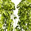 plant vol 903 - Hanging - Ampelous - devils ivy