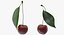 Cherry Collection