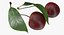 Cherry Collection